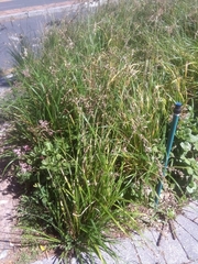 Crassula multicava multicava