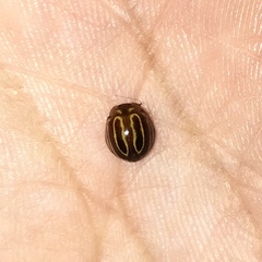 Bothrocalvia albolineata