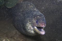 Gymnothorax pseudothyrsoideus