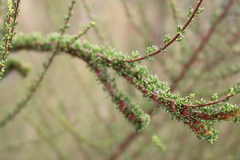 Eriogonum fasciculatum fasciculatum