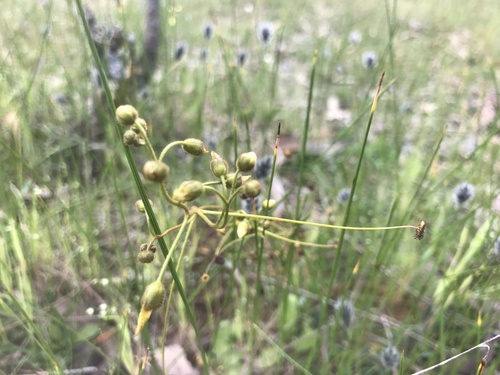 Drosera subhirtella