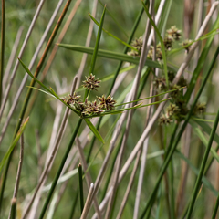 Cyperus vaginatus