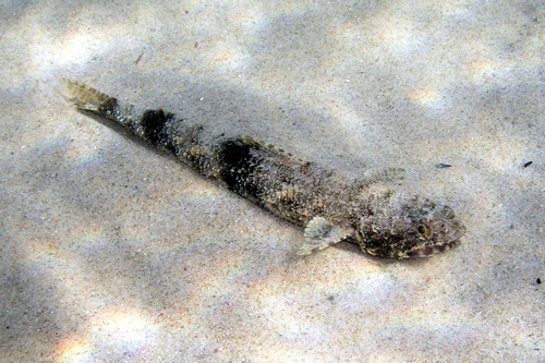 Slender Lizardfish