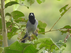 Schistochlamys melanopis