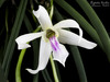 Leptotes bicolor - Photo (c) faatura, some rights reserved (CC BY-NC-ND)