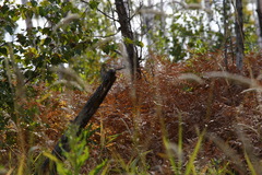 Pteridium latiusculum japonicum