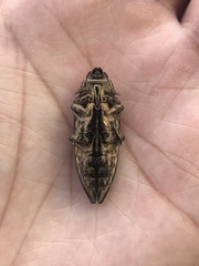 Chalcophora japonica