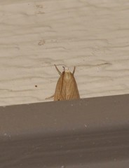 Calamotropha leptogrammellus