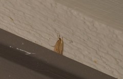 Calamotropha leptogrammellus