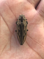 Chalcophora japonica