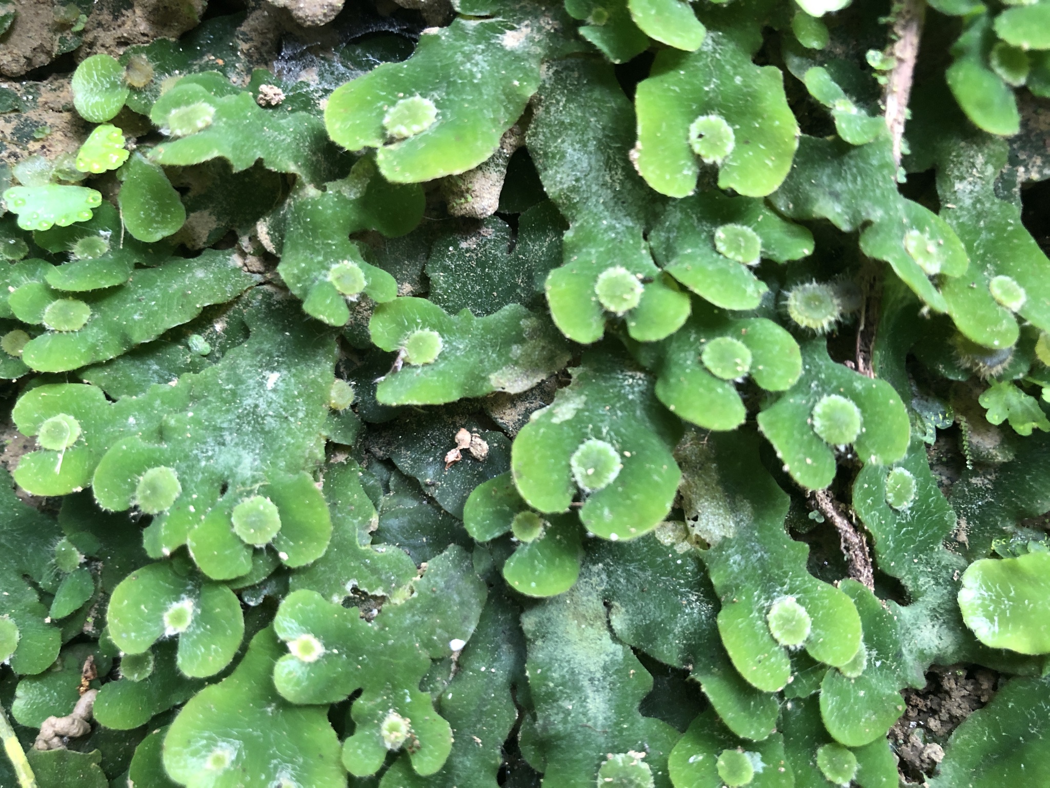 Dumortiera hirsuta