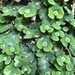 Dumortier's Liverwort - Photo (c) Cheng-Tao Lin, some rights reserved (CC BY), uploaded by Cheng-Tao Lin