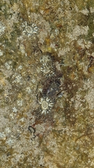 Anthopleura dixoniana