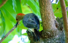 Melanerpes aurifrons