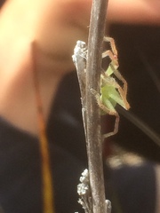 Neosparassus patellatus