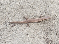 Oligosoma smithi