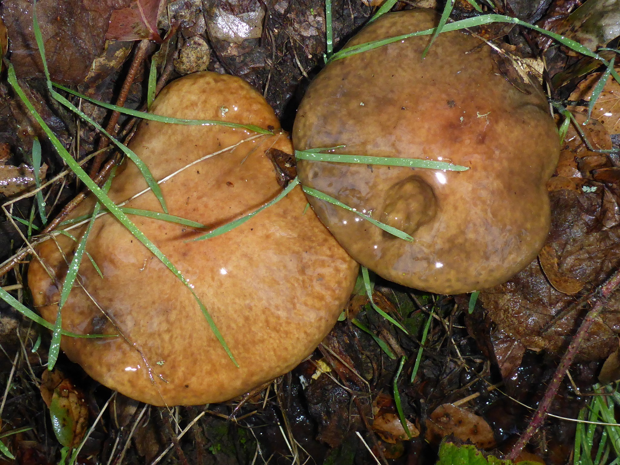 Suillus pungens image