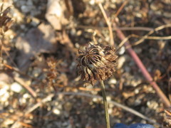 Trifolium hybridum