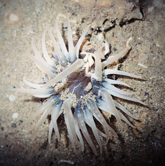 Anthopleura anjunae