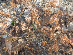 Trifolium hybridum