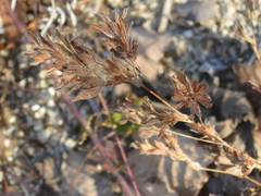 Trifolium hybridum