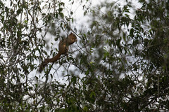 Sciurus niger limitis