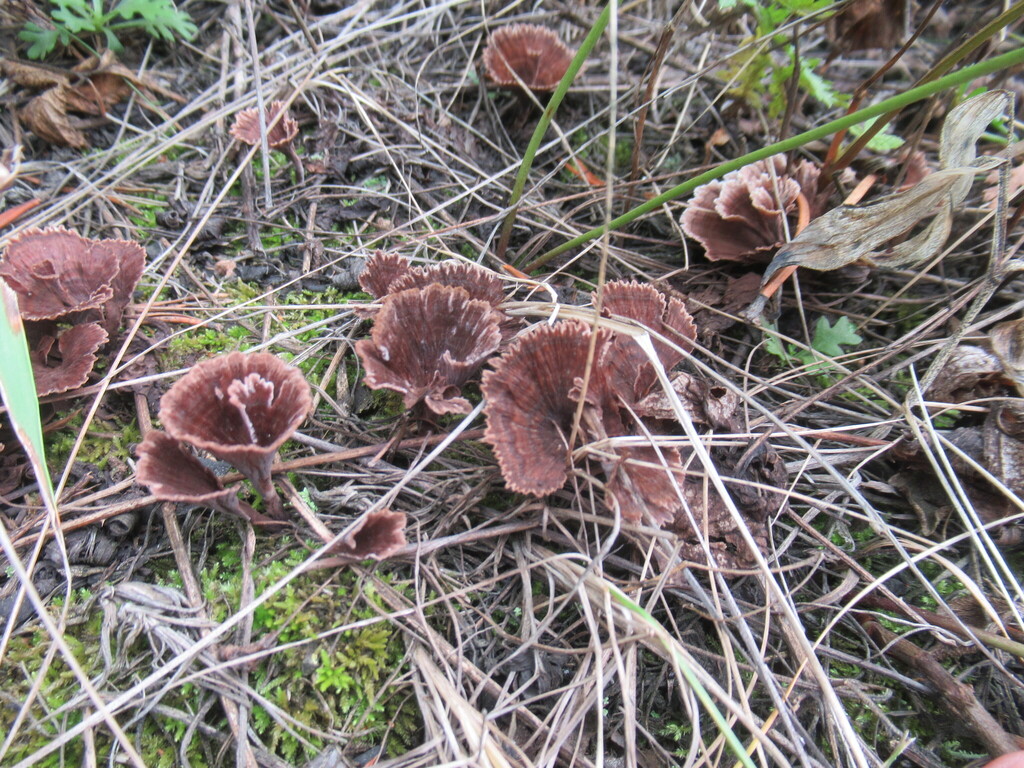 Thelephora caryophyllea · August 2025 · photo: © smsergey (iNaturalist, cc-by-nc)