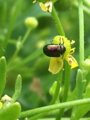 Chrysolina subsulcata