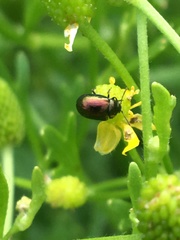 Chrysolina subsulcata