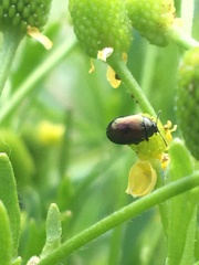 Chrysolina subsulcata