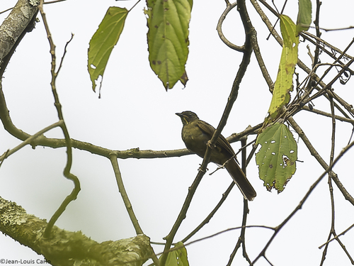 Yellow-whiskered Greenbul