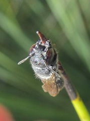 Megachile