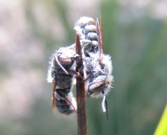 Megachile