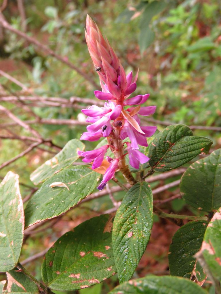 Desmodium amplifolium