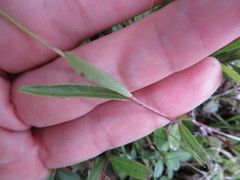 Buchnera floridana image