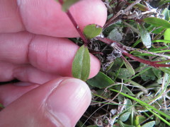 Buchnera floridana image