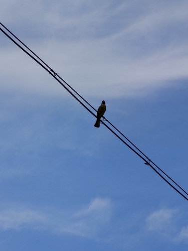 Collared Finchbill