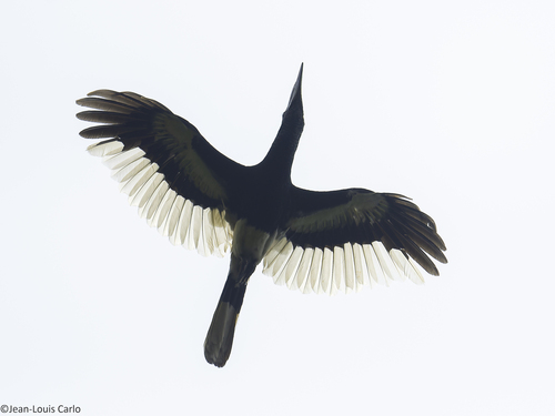 Black-and-white-casqued Hornbill