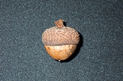 Lithocarpus elegans observed 2025-08-25