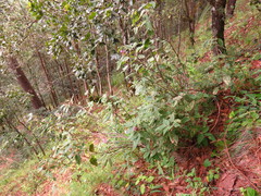 Desmodium amplifolium