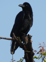 Corvus macrorhynchos culminatus