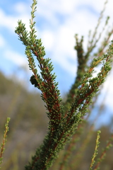 Eriogonum fasciculatum fasciculatum