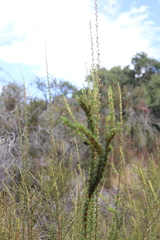 Eriogonum fasciculatum fasciculatum