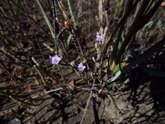 Limonium carolinianum