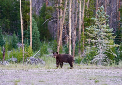 American Black Bear photographed in Utah