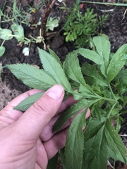 Ammi majus glaucifolium
