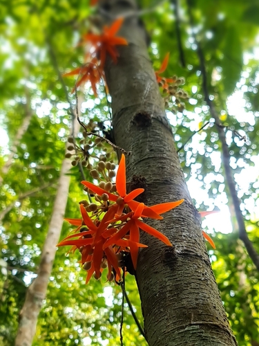Polyalthia cauliflora observed 2025-08-25