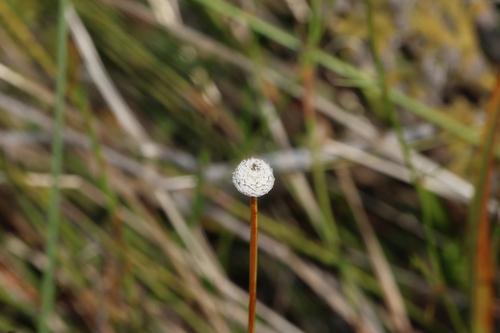 Eriocaulon australe (Eriocaulon australe)
