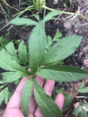 Ammi majus glaucifolium