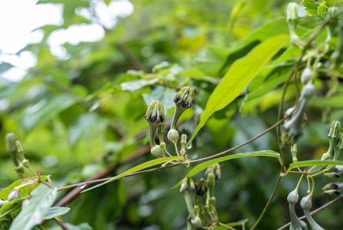 Ceropegia dolichophylla